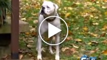 Disabled Dog Fights Through Pain to Save His Guardian’s Life