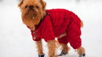 Dog Booties