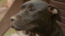 Police Stop Train to Save Dog Tied to Tracks