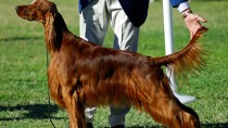 Dogs Poisoned at Dog Show