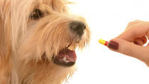 FDA Warns Popular Topical Pain Medication Toxic to Pets