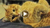 Forest, the Wheelchair Cat, Rolls Into Social Media Fame