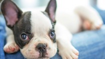 Most Popular Dog Names of 2014