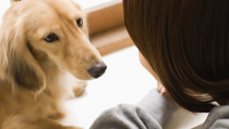 New Research: What Does it Mean When Your Dog Stares?