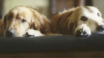 Two dogs sharing a bed