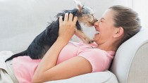 Dog licking owner