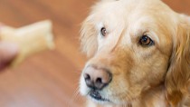 Dog waiting for treat