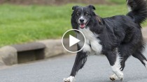 Border Collie running in the street