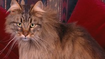 At 26, Corduroy Takes the Title of World’s Oldest Cat