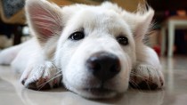 Writer Sends Away 4 Dogs in 4 Years: A Veterinarian’s Perspective