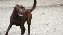 brown lab ready for rally training