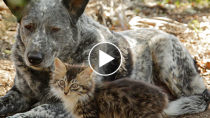 The Unlikely Friendship between a Cattle Dog and a Disabled Kitten