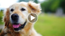 Senior Golden Retriever in the park