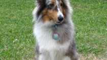 Shetland Sheepdog in backyard 