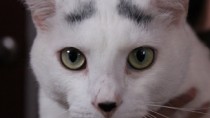 White cat with eyebrows