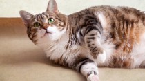 obese cat looks at the camera