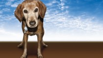 A list of resources to help you pay your veterinary bills