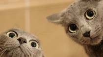 Two funny cats