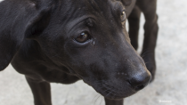 Stray Dogs at Winter Olympic Games in Sochi Overshadow Opening Ceremony