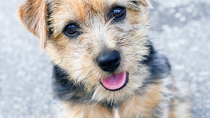 Norfolk Terrier