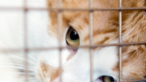 'Tis the Season of Giving: Pet- and Animal-Based Charities