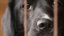 Adopt-a-Shelter-Dog Month: Debunking Myths About Shelter Dogs