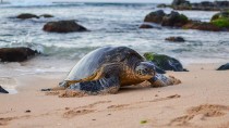 Turtle Crashes Wedding in St. Croix