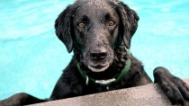 Water Safety for Dogs