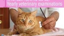 Yearly veterinary examinations