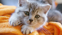 10 Assumptions That May Hurt Your Cat