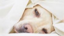 10 Signs of Cancer in Dogs