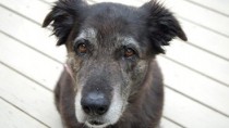 Behavior Problems in Senior Pets