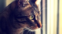 The 3 Most Common Cancers in Cats