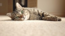 Why You Should Spay or Neuter Your Cat