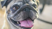 5 Common Dog-health Myths