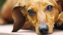 5 Dog Diseases Vets Don’t Think You Know, But Should
