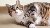 Overweight cat laying on floor