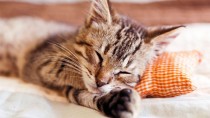 Kitten sleeping on a pillow