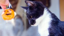 Cat with tiny pumpkin