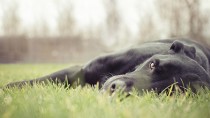 Dog laying in the grass on a Fall day