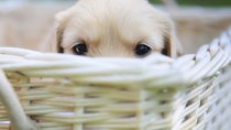 Dog in Basket