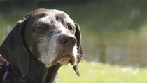 6 Tips for Exercising Your Senior Dog