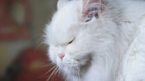 Senior Whit Cat