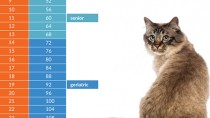 Cat age chart 