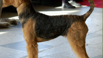 airedale terrier