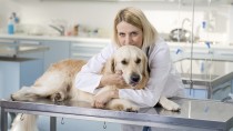 Annual Veterinary Visits