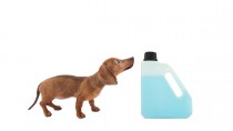 Antifreeze and Your Dog