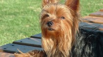 The Yorkshire Terrier