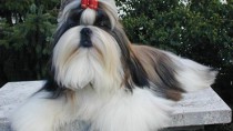 The Shih Tzu