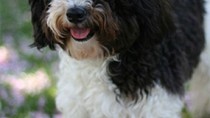 The Havanese